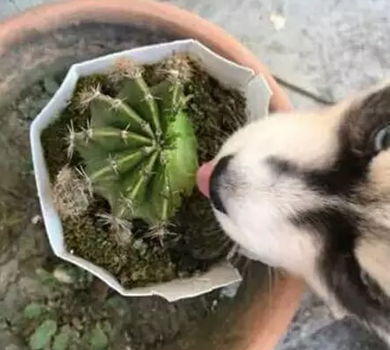什么动物吃仙人掌