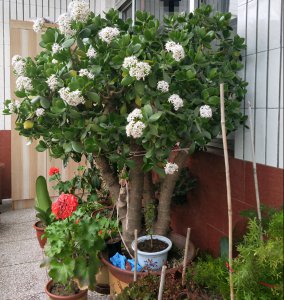 玉树花怎么养才能养好 玉树的养护要点