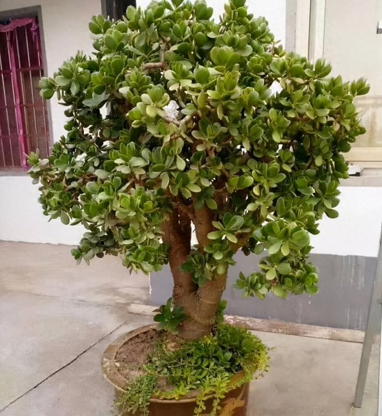 玉树花怎么养才能养好