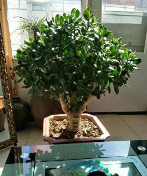 玉树花怎么养才能养好