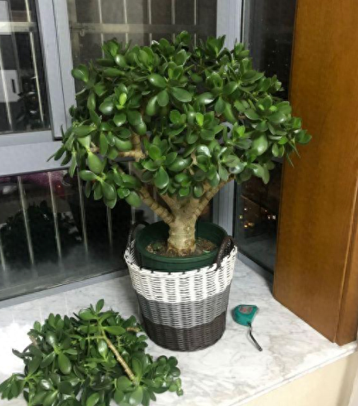 玉树花怎么养才能养好