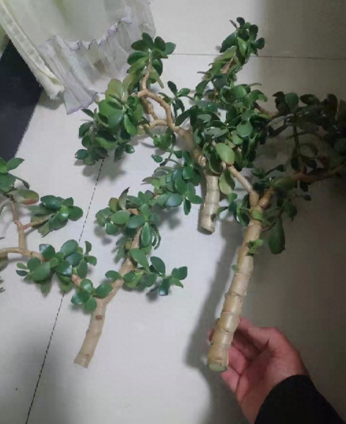 玉树花怎么养才能养好