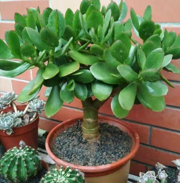 玉树花怎么养才能养好