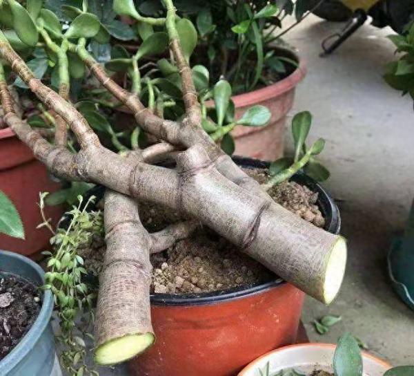 玉树花怎么养才能养好