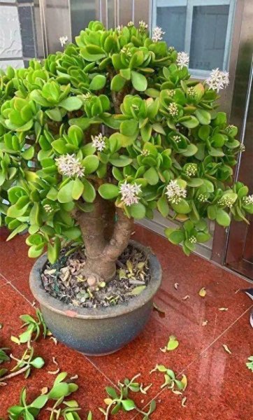 玉树花怎么养才能养好