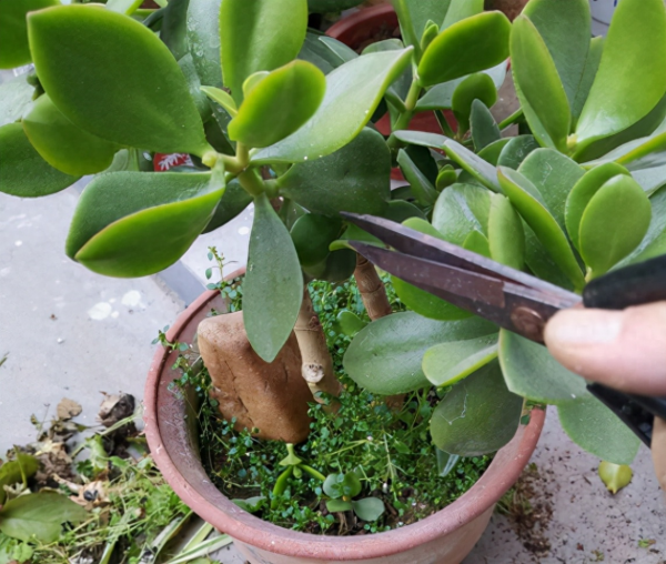 玉树花怎么养才能养好