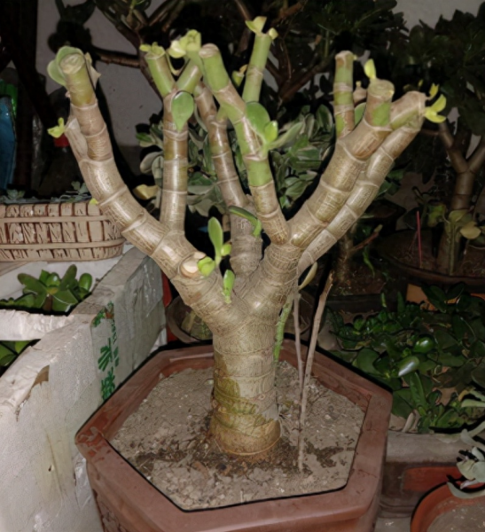 玉树花怎么养才能养好