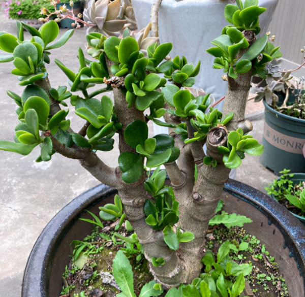 玉树花怎么养才能养好