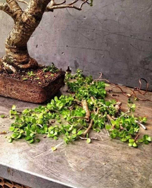 玉树花怎么养才能养好