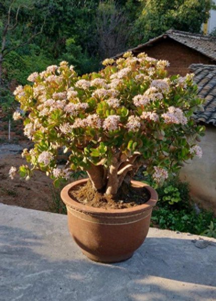 玉树花怎么养才能养好