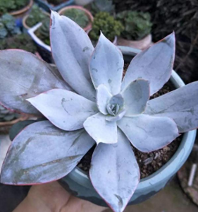 多肉拼盘怎么种好看 多肉植物拼盘养护技巧