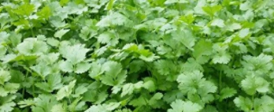 香菜怎么种发芽最快 香菜的种法和步骤
