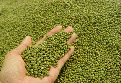 绿豆芽怎么发又粗又快 发绿豆芽的正确方法