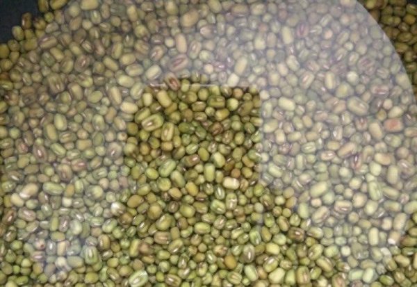绿豆芽怎么发又粗又快