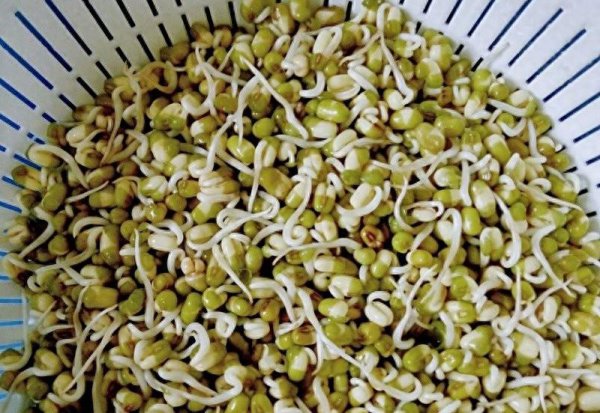 绿豆芽怎么发又粗又快