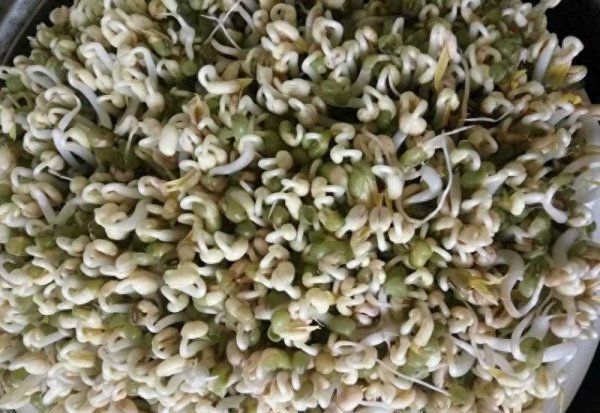 绿豆芽怎么发又粗又快