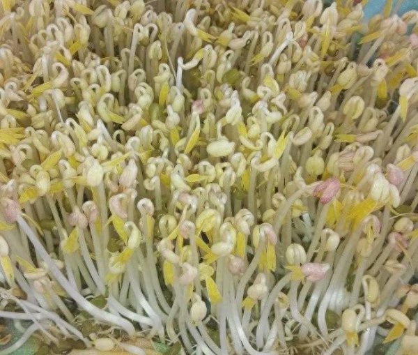 绿豆芽怎么发又粗又快