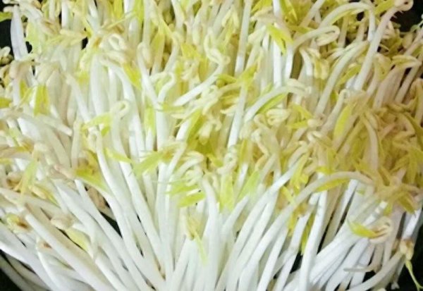 绿豆芽怎么发又粗又快