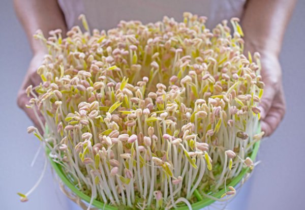 绿豆芽怎么发又粗又快