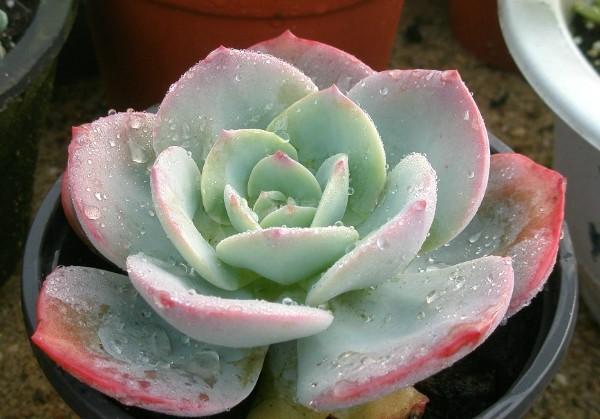 肉肉植物怎么养活
