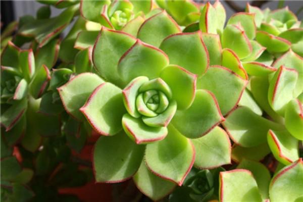 肉肉植物怎么养活