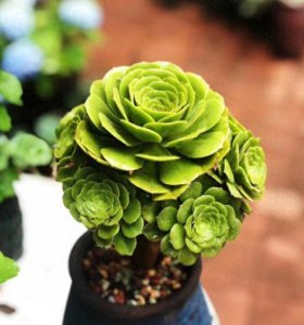 怎么种多肉植物 新手养多肉的方法和技巧