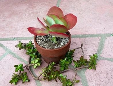 多肉植物怎样繁殖快 分享多肉植物繁殖的三种方法