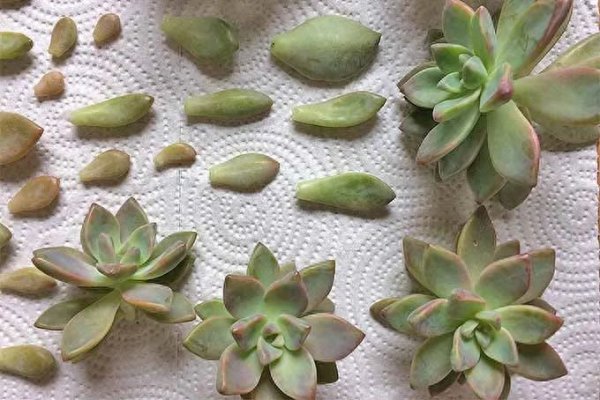 多肉植物怎样繁殖快