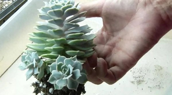多肉植物怎样繁殖快