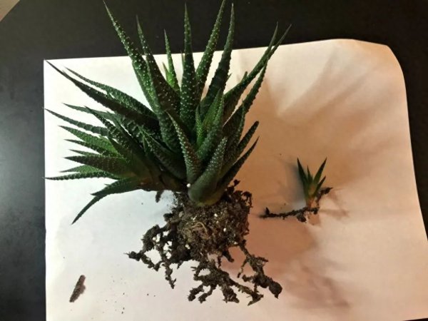 多肉植物怎样繁殖快