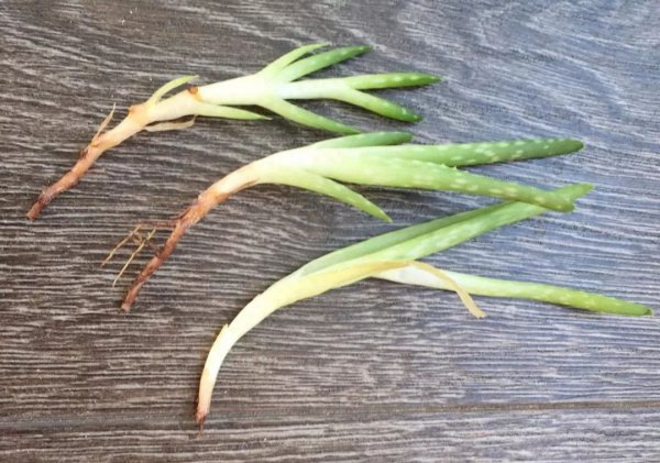 多肉植物怎样繁殖快