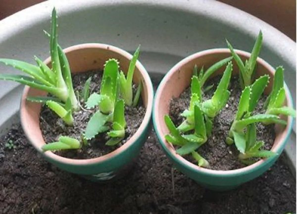 多肉植物怎样繁殖快