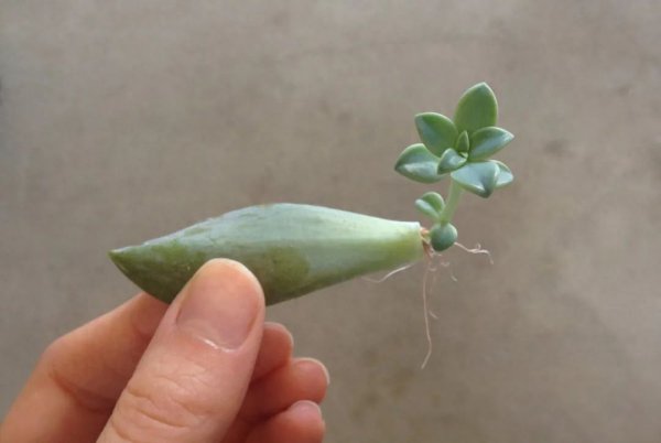 多肉植物怎样繁殖快
