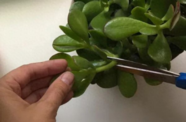多肉植物怎样繁殖快