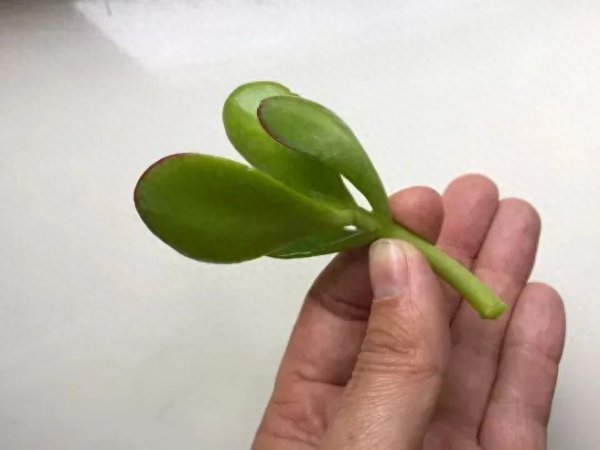 多肉植物怎样繁殖快
