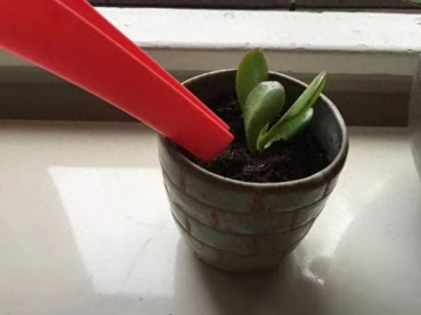 多肉植物怎样繁殖快