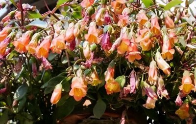 宫灯长寿花好养活吗 教你正确养护宫灯长寿花