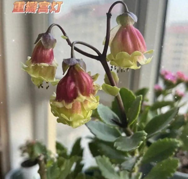 宫灯长寿花好养活吗