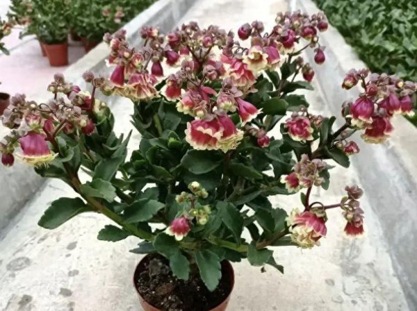 宫灯长寿花好养活吗