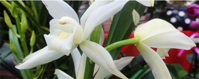 兰花花种子怎么种 兰花种子种植方法和注意事项