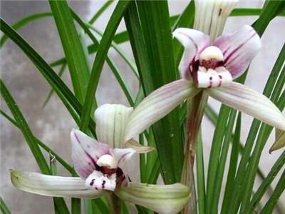 兰花花种子怎么种