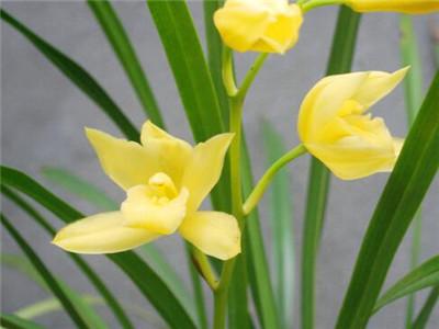 兰花花种子怎么种