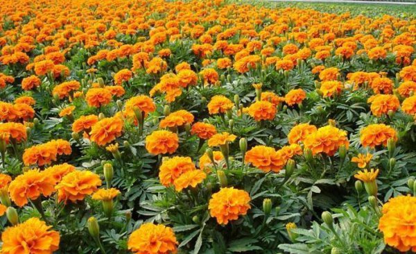 孔雀草怎么养