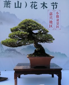 罗汉松如何修剪造型 罗汉松修剪方法图解