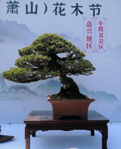 罗汉松如何修剪造型