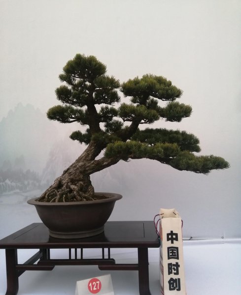 罗汉松如何修剪造型