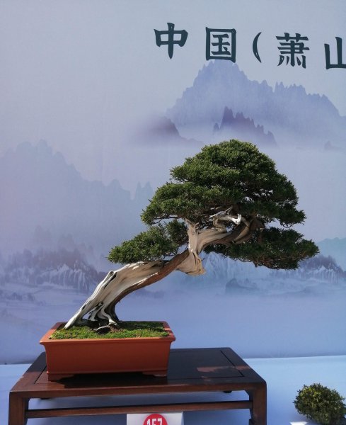 罗汉松如何修剪造型