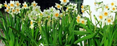 水仙花怎么种植 土培水仙花正确养法
