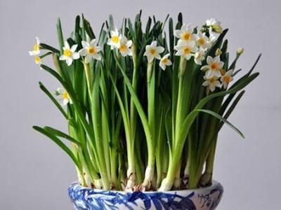 水仙花怎么种植