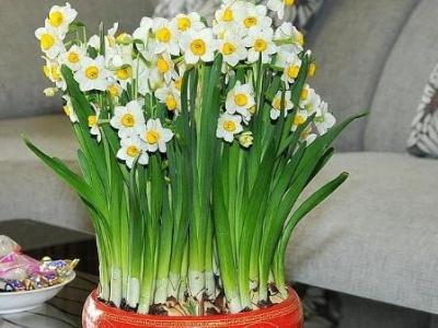 水仙花怎么种植